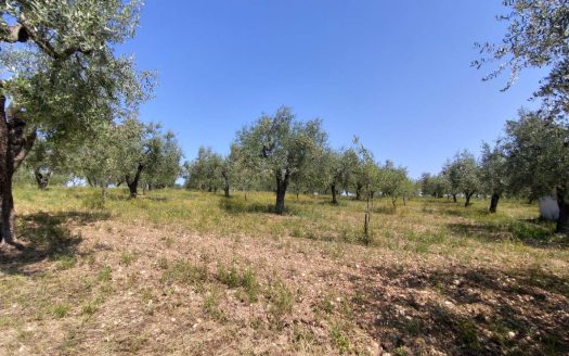 Terreno agricolo in Vendita a ORTONA