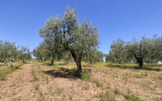 Terreno agricolo in Vendita a ORTONA