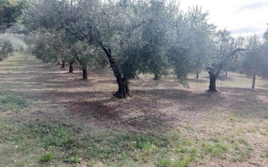Terreno agricolo in Vendita a LANCIANO